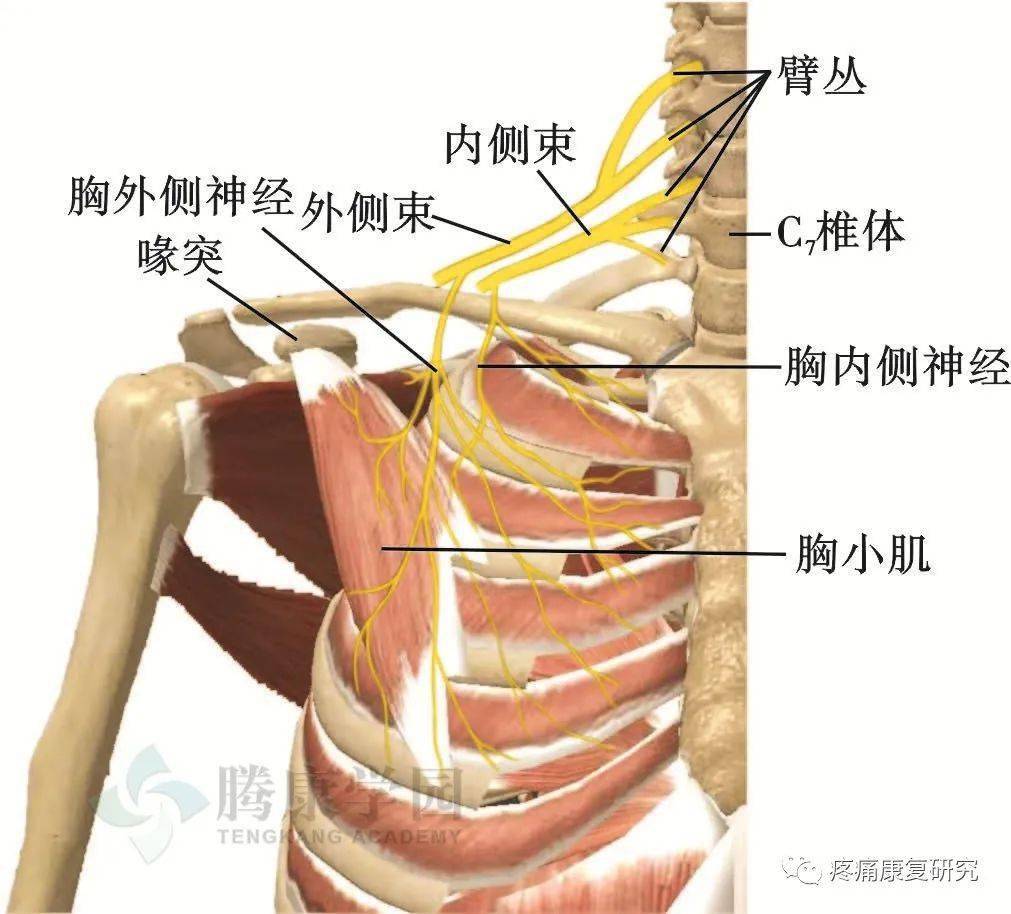 拇长伸肌,尺侧伸腕肌(桡神经)胸大肌下部(胸内侧神经)④c8 处支配环