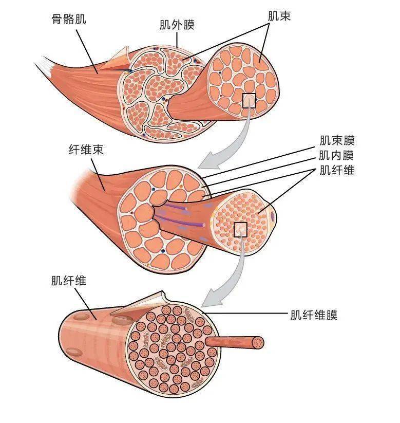 41岁全智贤近况令人唏嘘:千颂伊一点没变,网友:吃了防腐剂么_肌肉