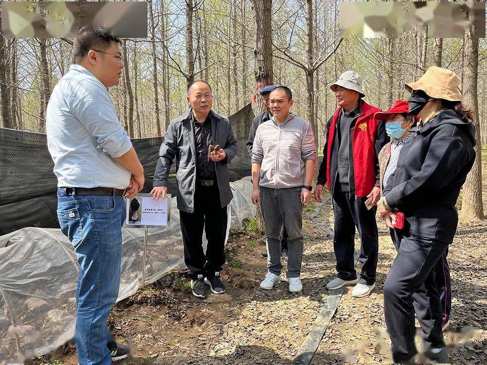 他们帮助我们林下"掘金"_羊肚菌_丁庄村_邳州