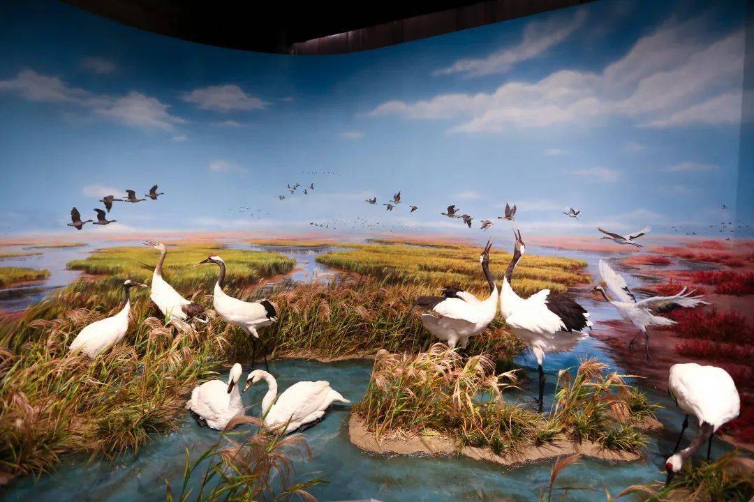 东营湿地博物馆图片