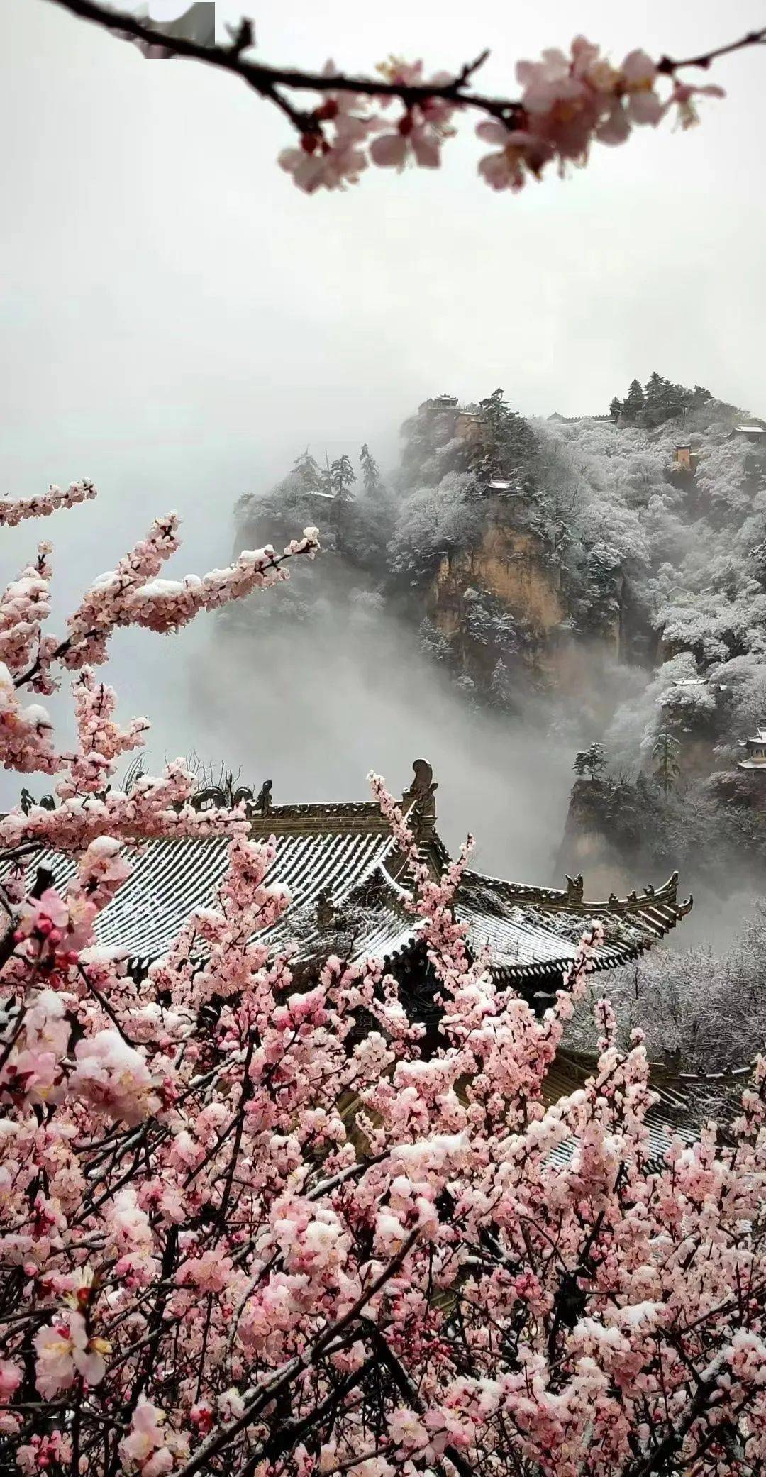 美雪映桃花当属"桃花"拔头筹崆峒山四月的花神崆峒山/桃花朵朵开周俊