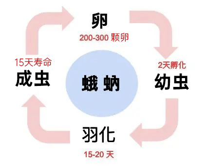 完全变态的生活史,它需要经历卵,幼虫,蛹三个阶段,才能最终发育为成虫