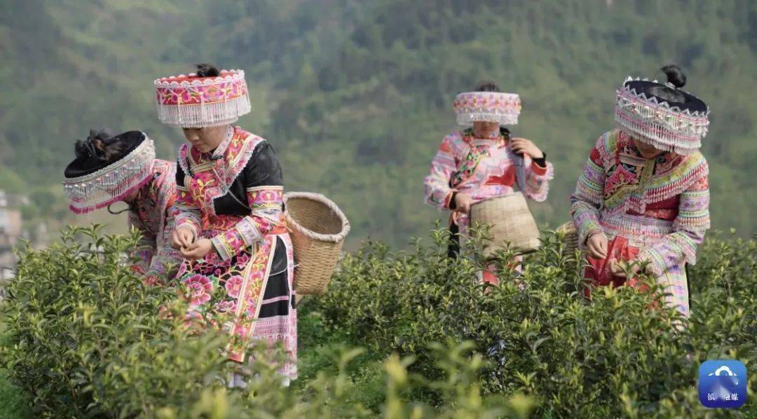 镇雄这款白茶,撩拨着无数爱茶人的心._庙村_罗坎镇_产业