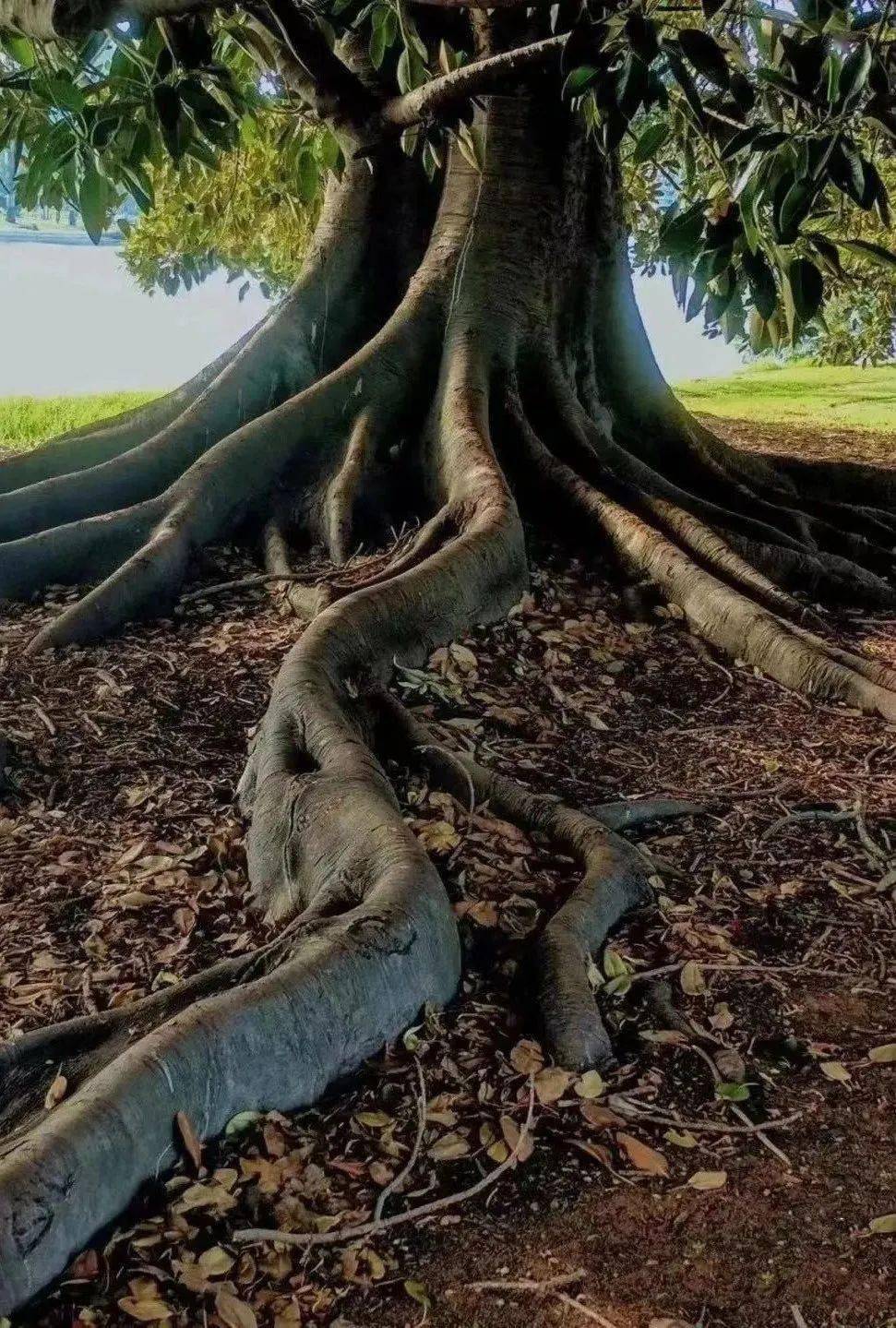 名家新作■陈彦:星空与半棵树