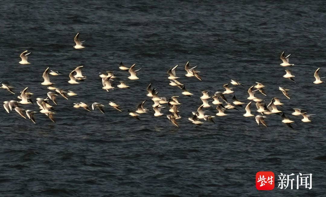 南京长江上,成群江鸥迎风翱翔_外滩_显得_市民