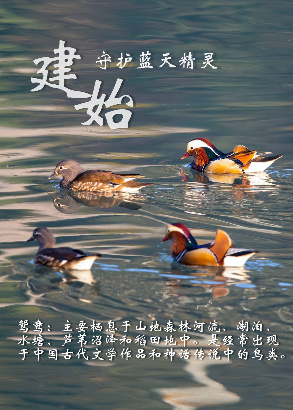 【海报】建始:守护蓝天精灵_鸟类_文明_生态