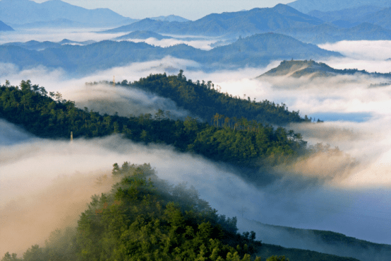 采茶 踏青 赏桃花 滑翔伞 美食01 /采茶地址导航→黑麋峰星空茶园02
