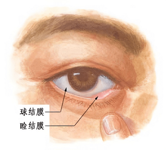 眼结膜位置图片
