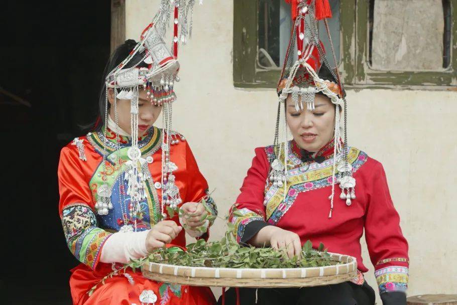 平阳非遗·传承笔记④|畲乡乌米 清香人间_畲族_活动_人民