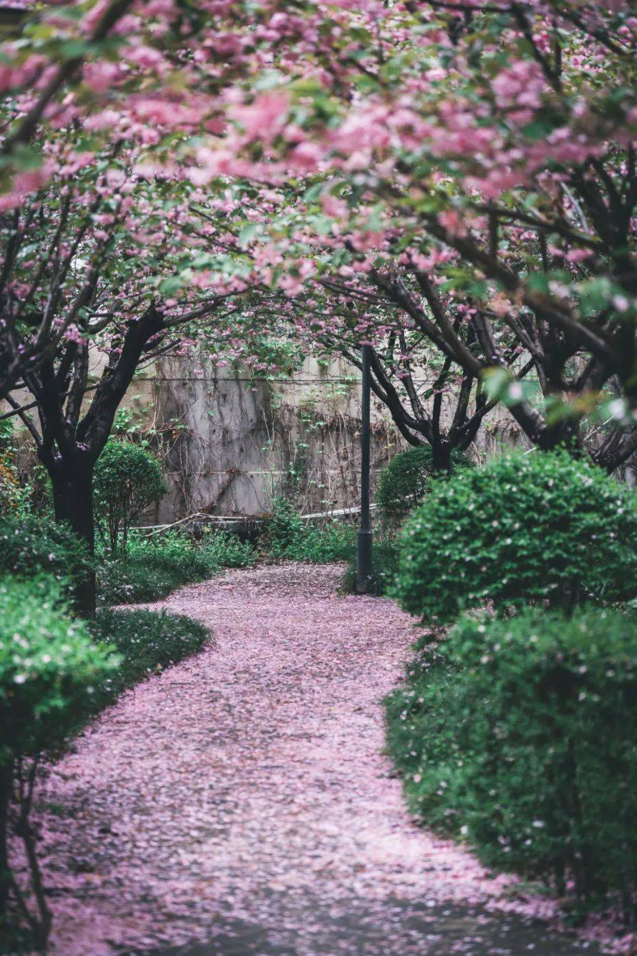 雨中樱花落满地图片图片