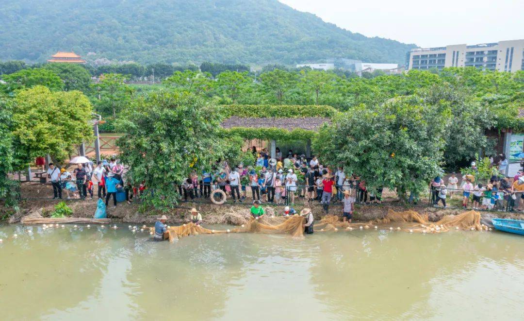 脆甜珍珠桑上线！南海超10万㎡桑果园，开摘！