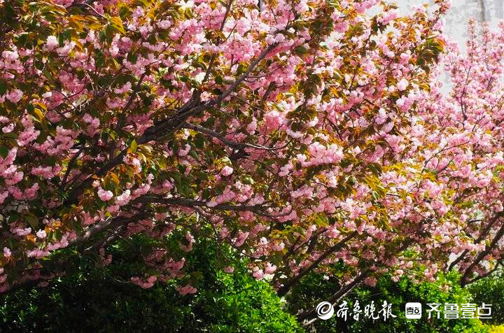 章丘两千多亩樱花开了！泉城百花园第二届樱花节今日开幕