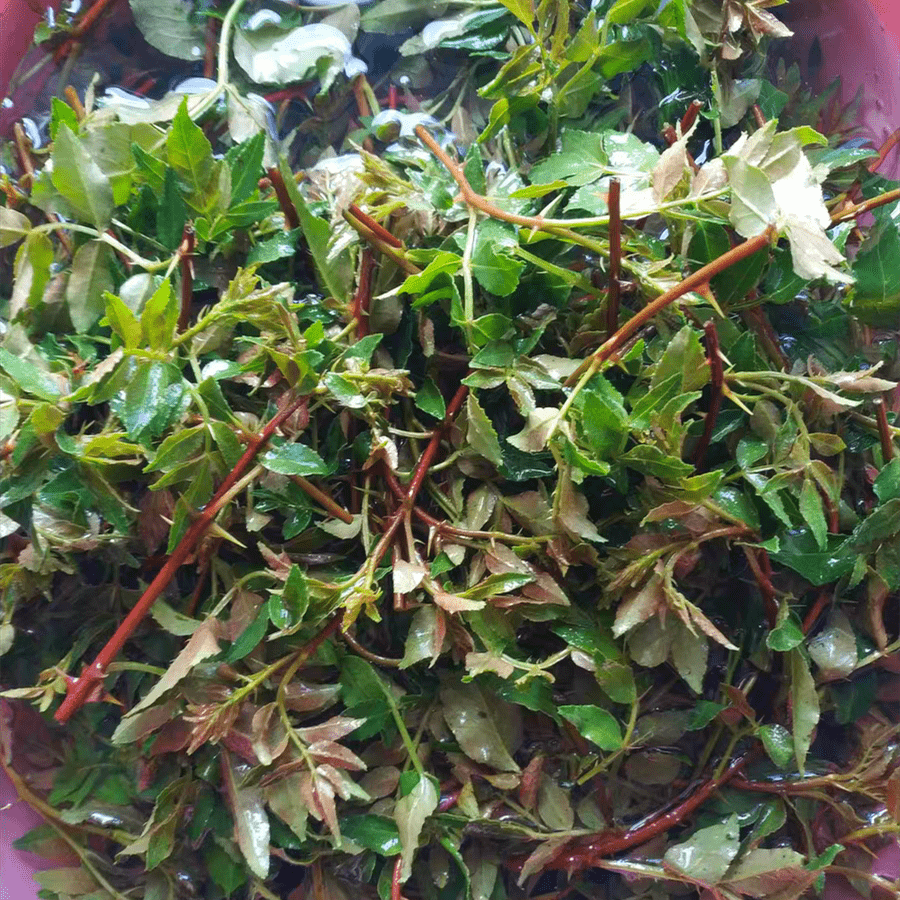 清明节后,这菜抓紧吃,一杀菌,二消炎,三强免疫,曾是皇室贡品_花椒