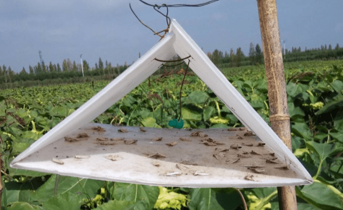 陷阱看似简单,其中也有不少门道采集好的蝴蝶用三角包包好,甲虫则需要