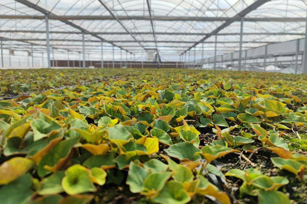 新华全媒 丨记者观察:长坂坡上一株草 闯出富民新面貌_鱼腥草_当阳市