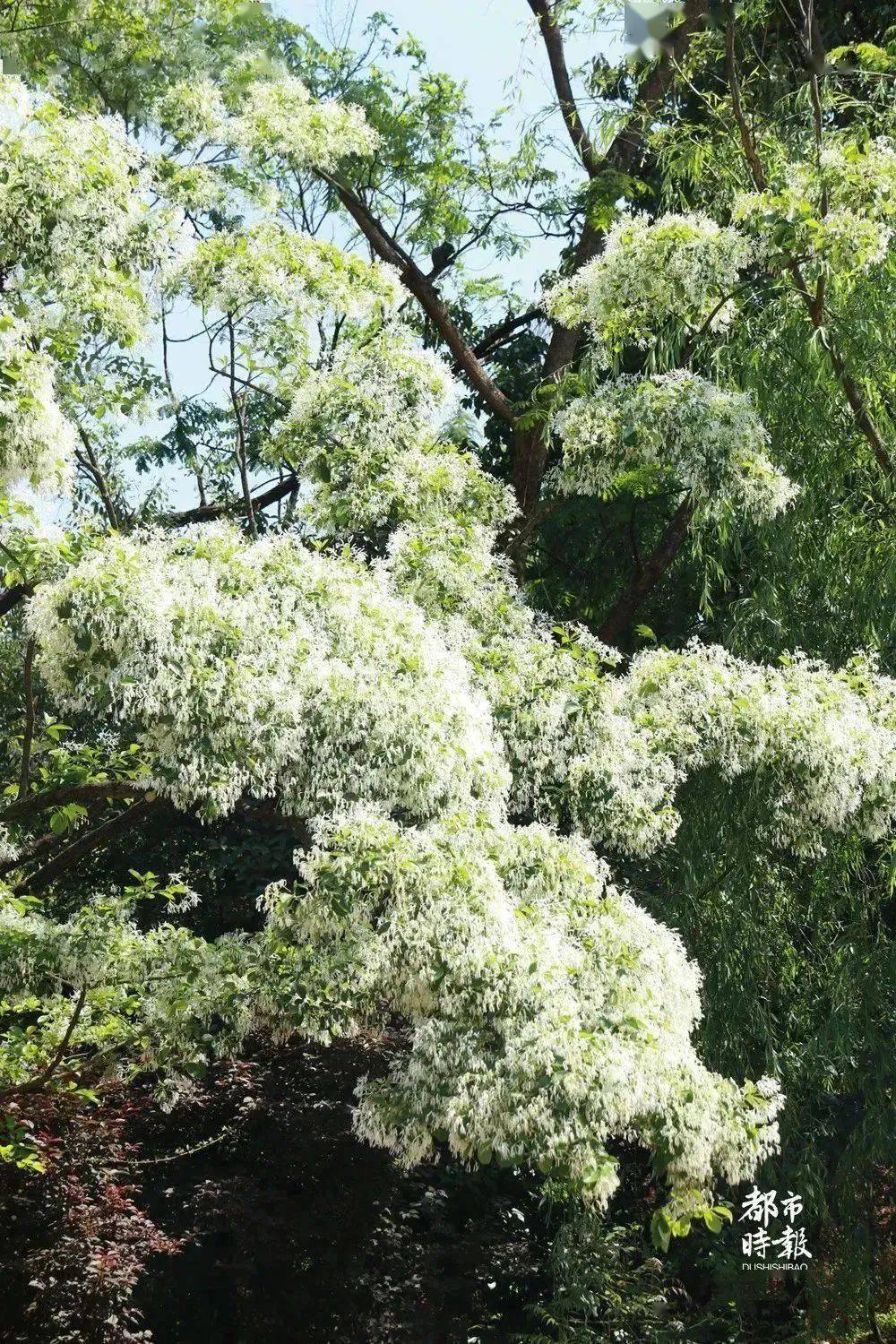 在盘龙区黑龙潭公园内一棵150多年的古流苏树正值盛花期当你看到这棵"