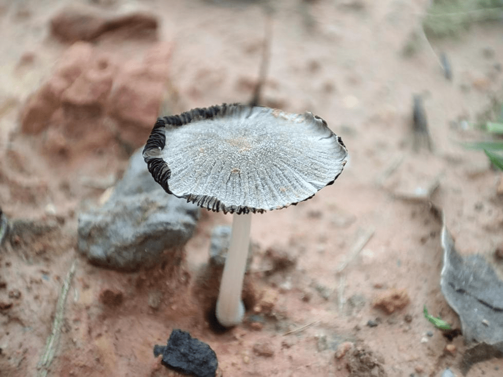 那种本身“融化”的蘑菇，别碰！还有那些提醒