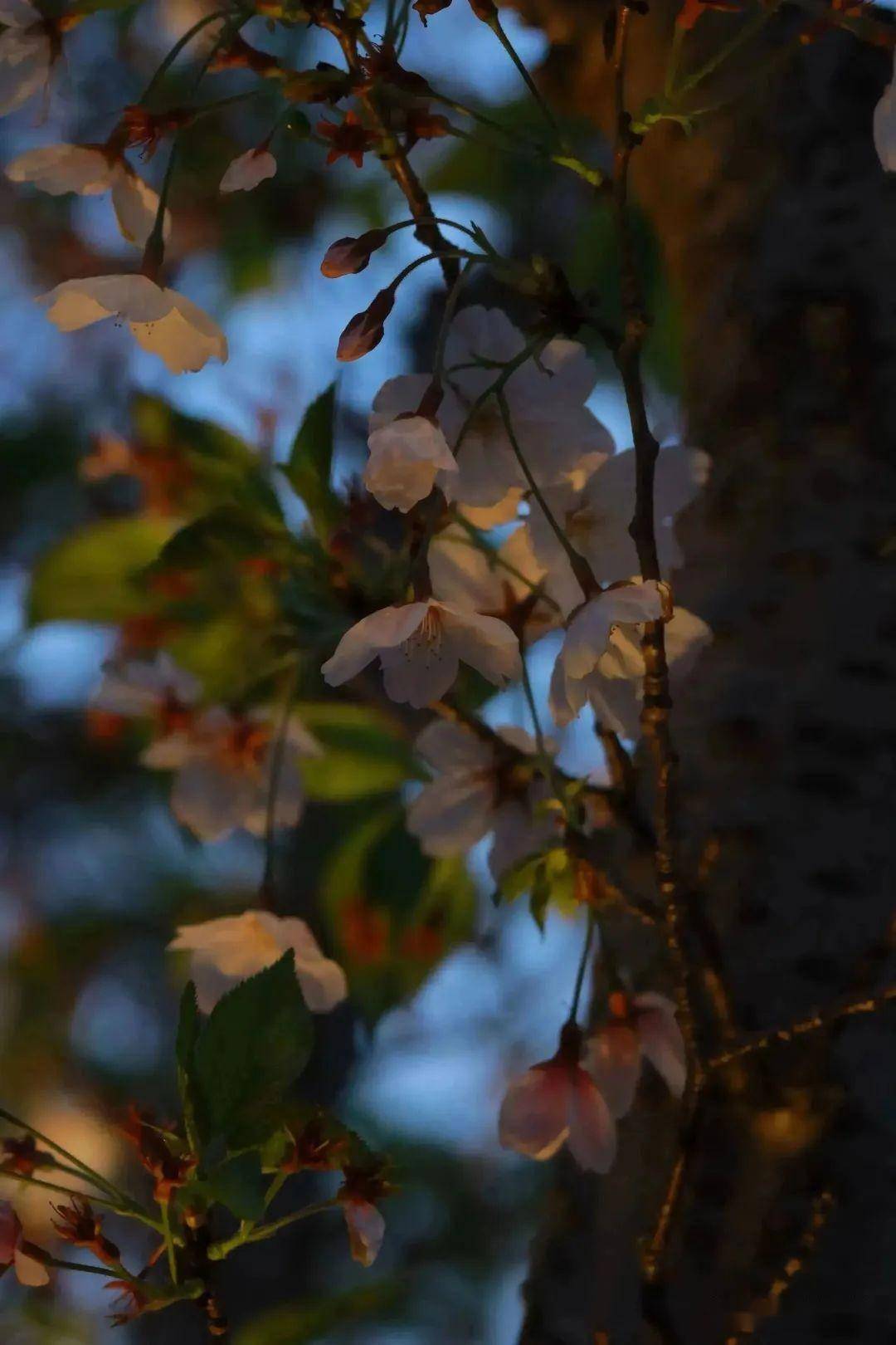 杨浦春日十二时辰,邀您开启→_共青森林公园_子时_宇文昊