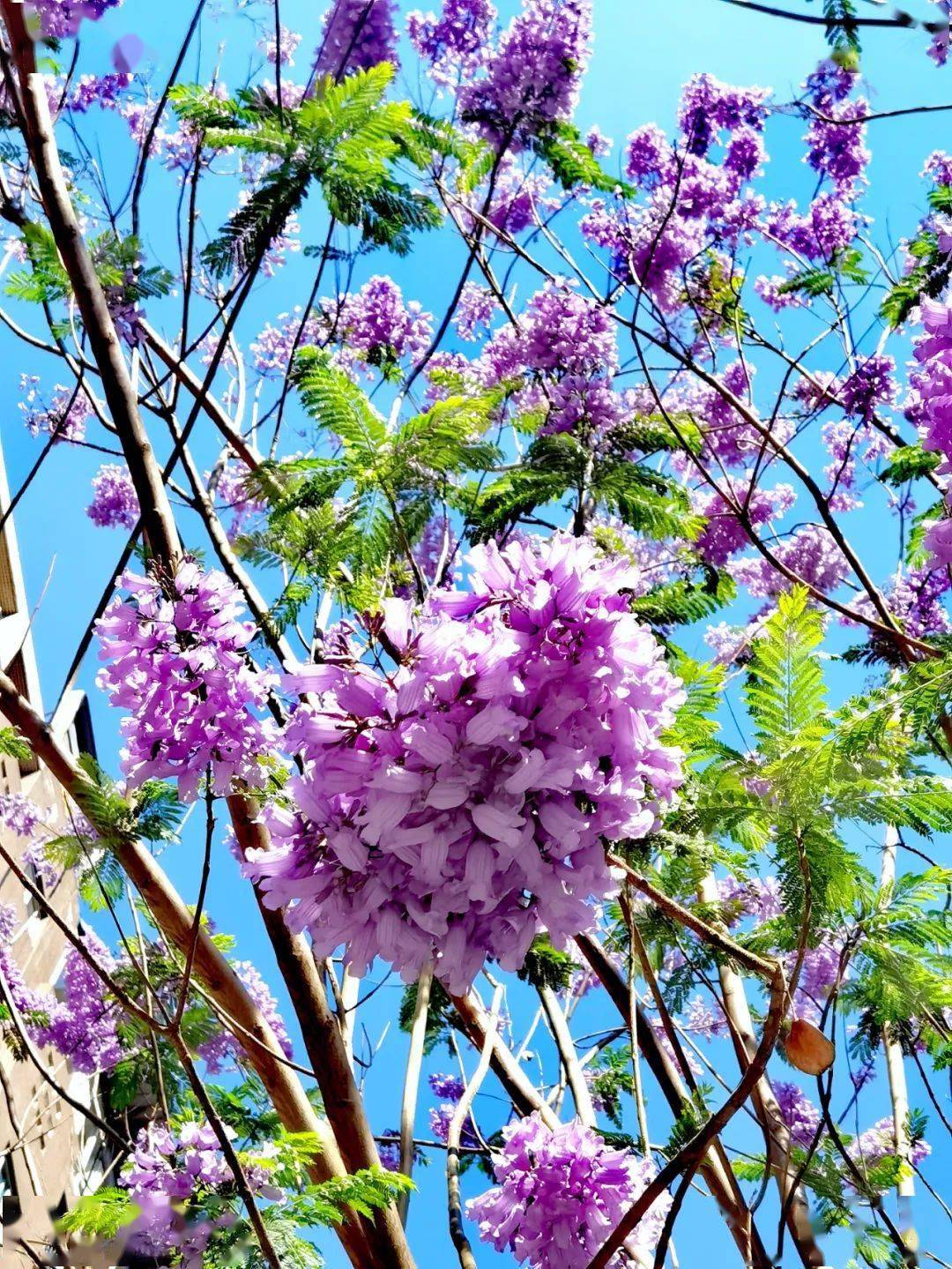 紫色系的花可不止蓝花楹怎一个美字了得春风又度紫云英抹上一笔娇艳