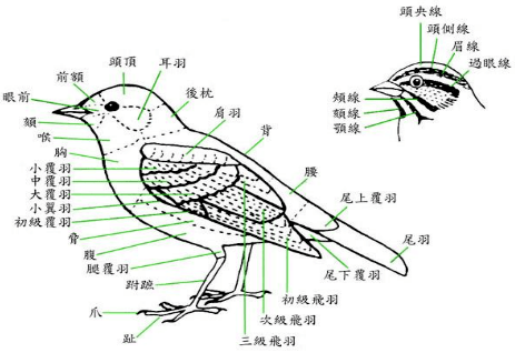 麻雀身体构造图图片