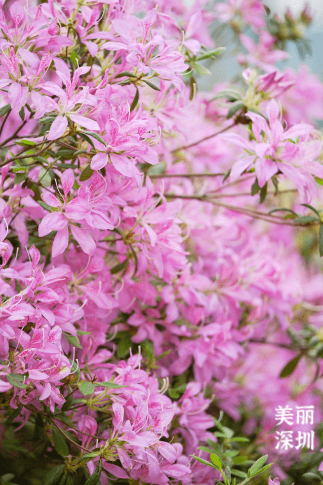 菩提树花（菩提树花好养吗） 第2张