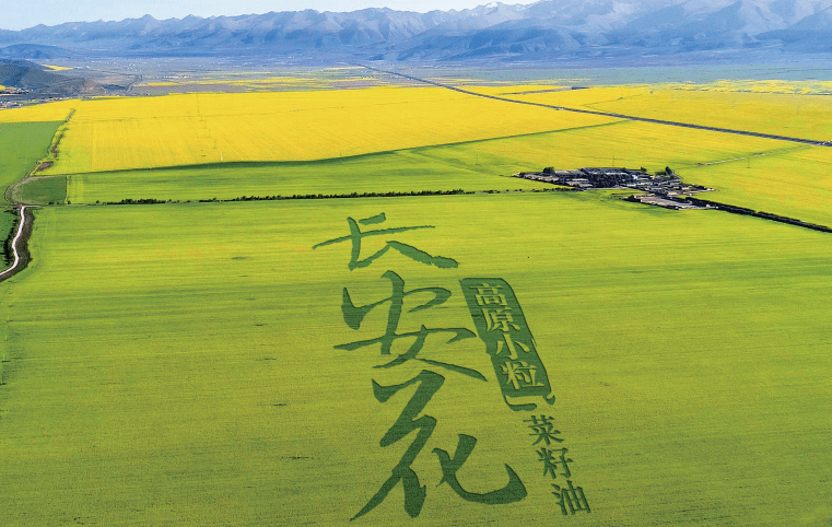 更出众的食用油,长安花菜籽油守护高品质健康生活_人们_高原_产品