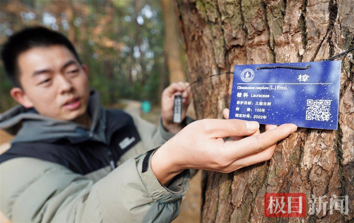 树的年轮较密的地方向着什么面（树的年轮较密的地方向着什么面为什么） 第2张