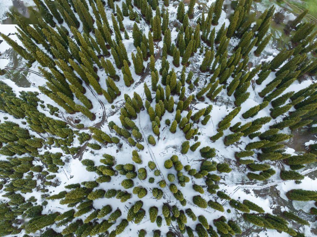 新疆伊犁:云杉茂密 宛如仙境_视觉_中国_自然保护区