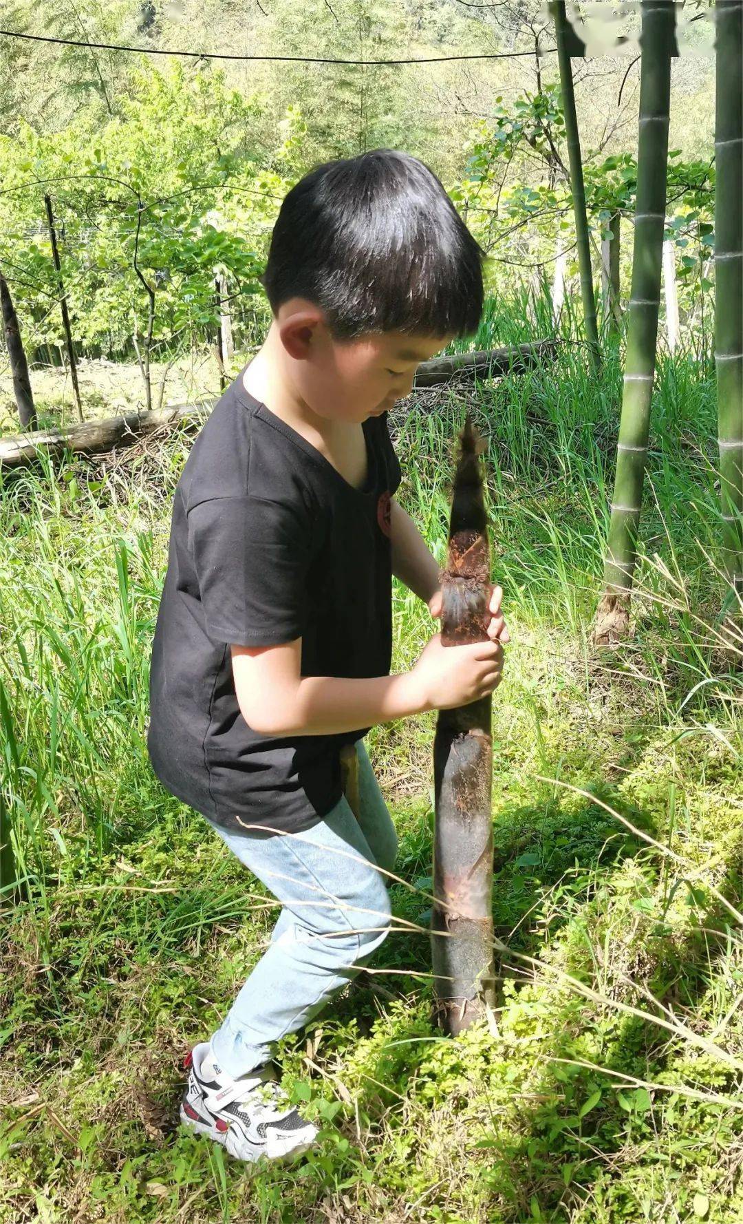 品尝春天的鲜味,就来北川西羌神木寨!_竹林_游客_笋子