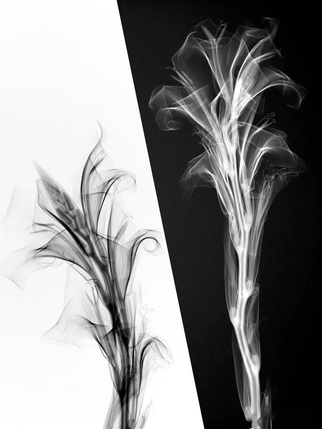 在黑白之间的春天也很美!_摄影_生命_两极