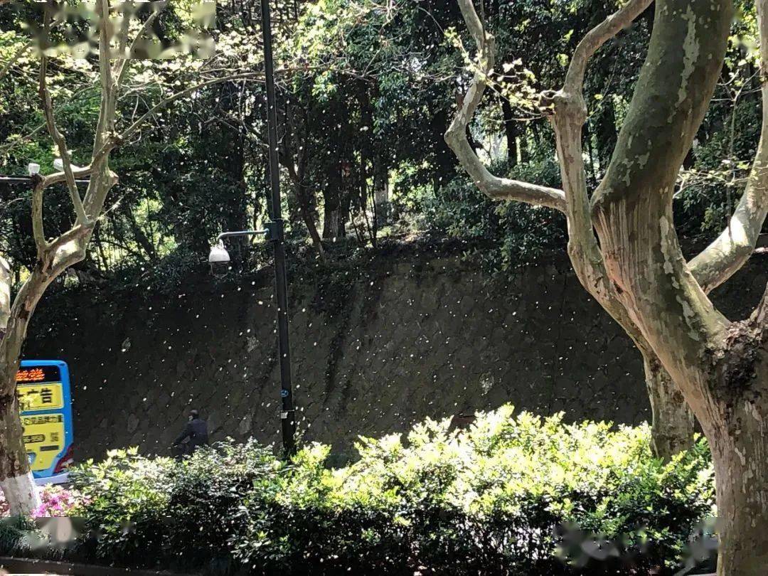 飞絮_梧桐_建议