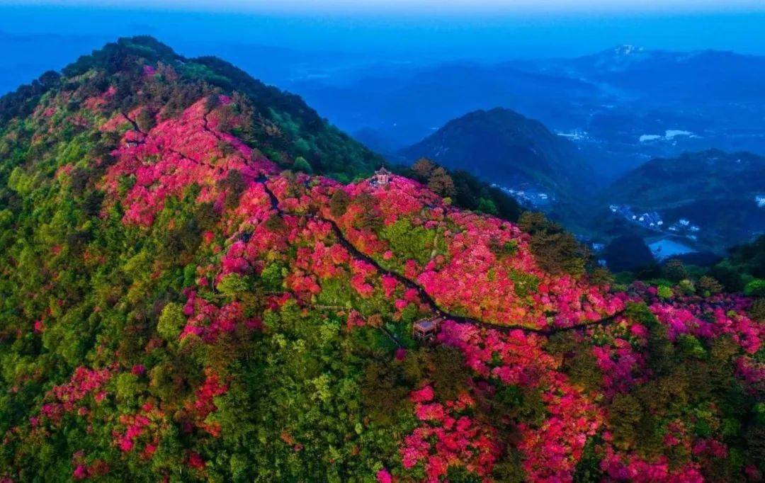 麻城龟峰山的杜鹃盛景,敬请期待!