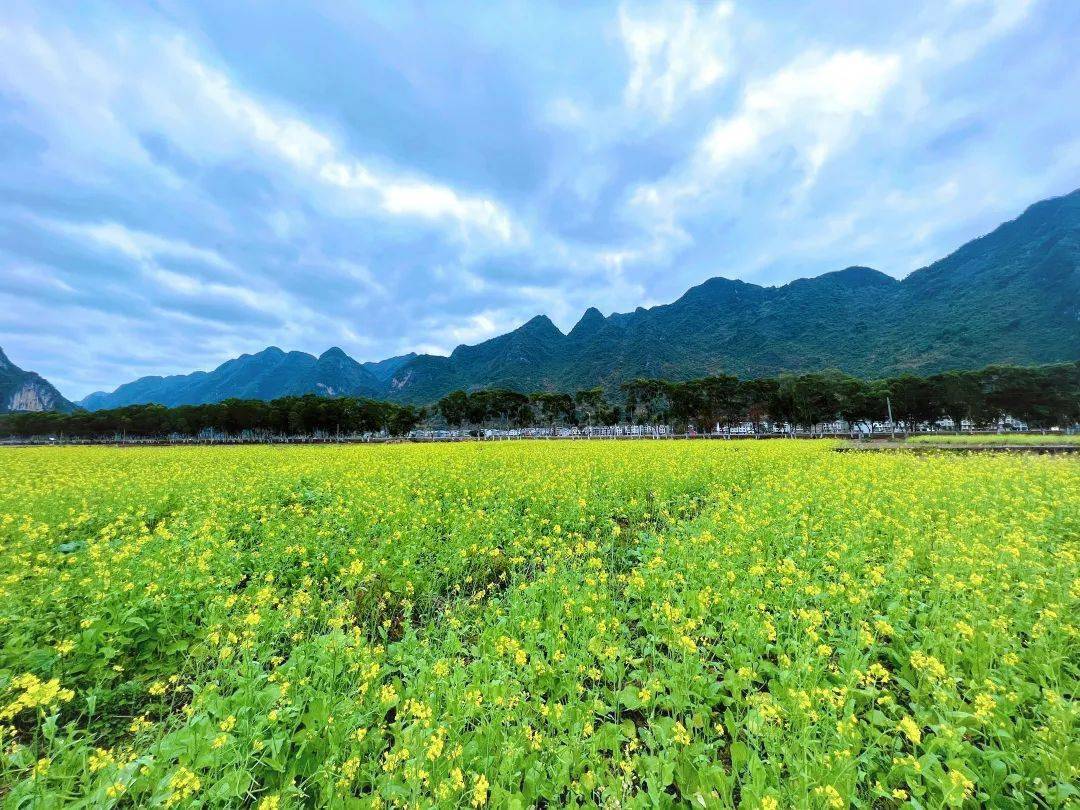 移土造田 | 東蘭縣三石鎮土地綜合整治項目進入收官階段_離開_發展