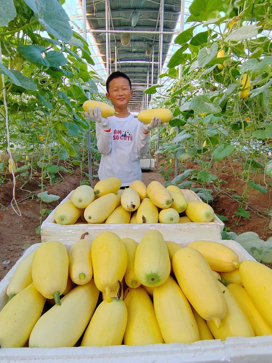 杏瓜,石城特产!想吃吗?