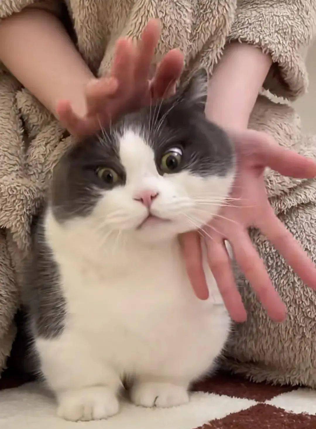 原来jisoo的花花还能玩得这么花!_rose_the_英语