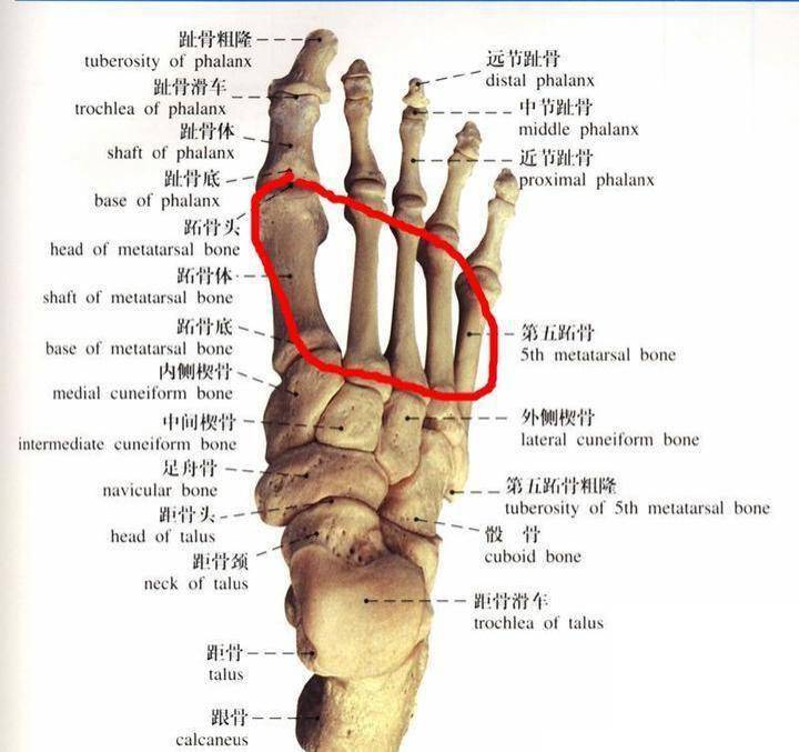 第五跖骨粗隆图片图片