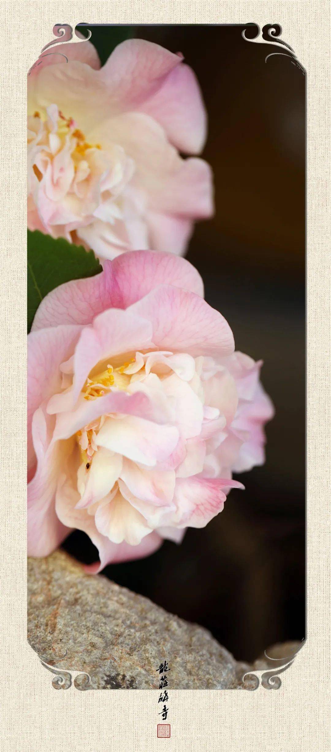 【龙庄有礼】紫绶朱衣,春光中蕴藏着的别样智慧._紫色_书签_桃花