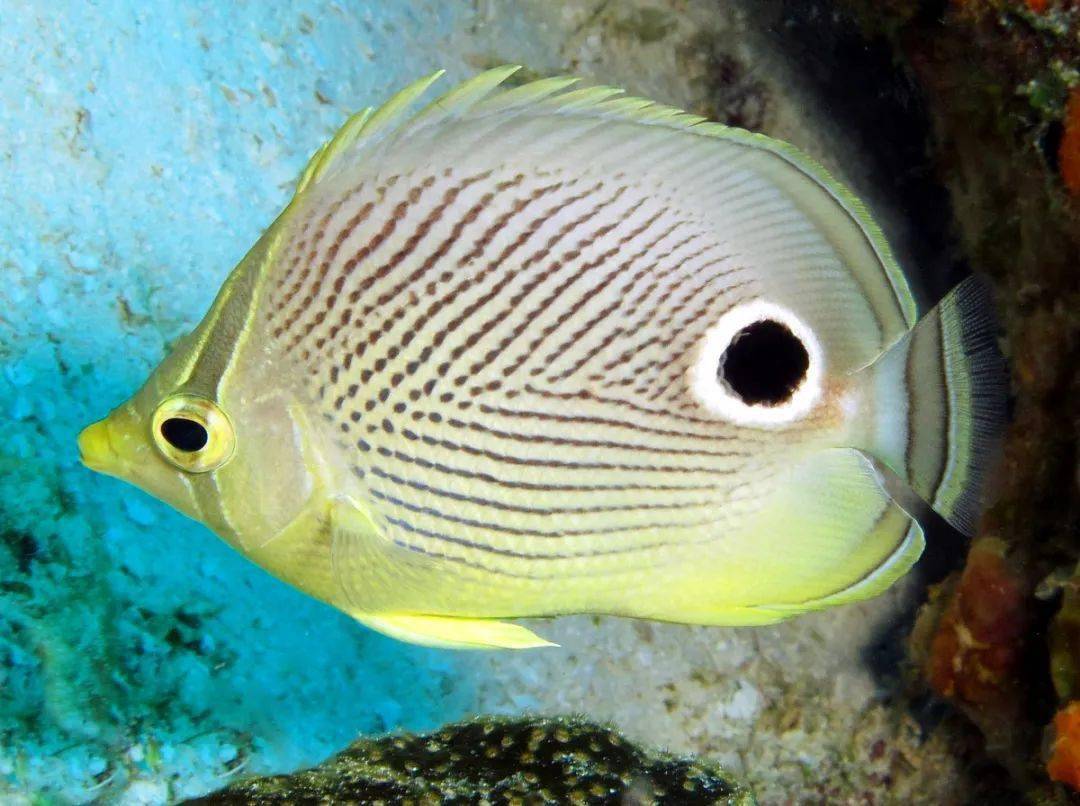 温图阅享数媒丨全息知识训练营:《一种害羞鱼——四斑蝴蝶鱼》_生活