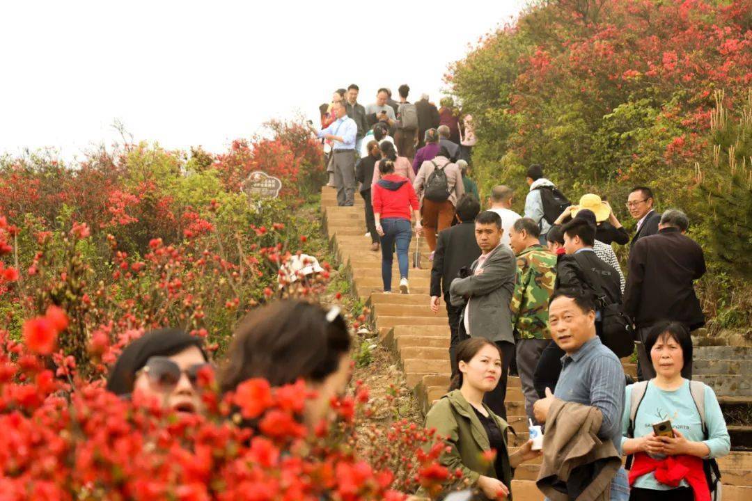 八卦脑赏杜鹃很"出片"