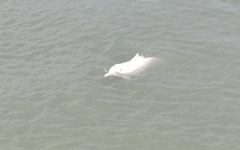 萌翻！5头白海豚惊现深圳湾海域，现场曝光