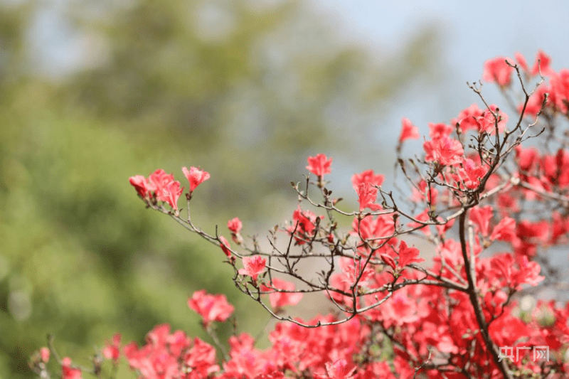 杜鹃花（杜鹃花图片） 第3张