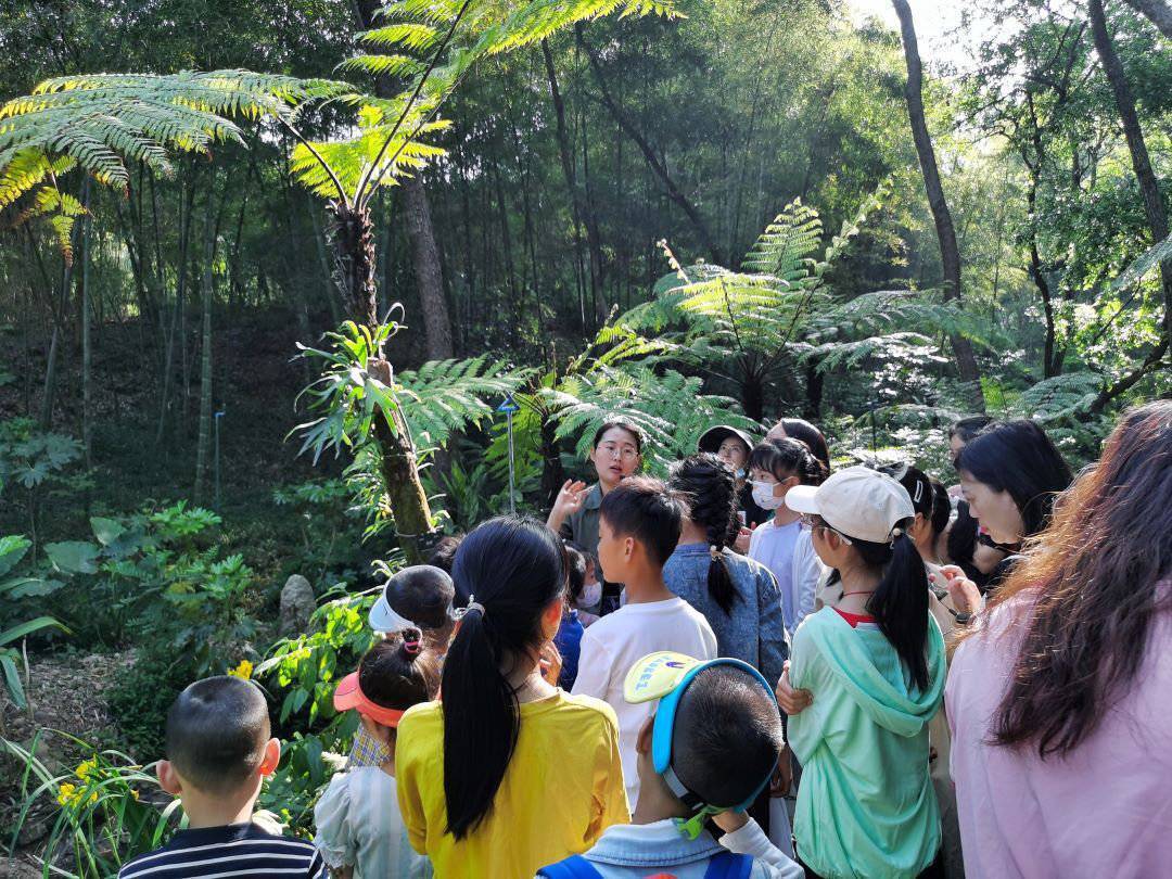 降香黄檀树（降香黄檀树的价值） 第4张