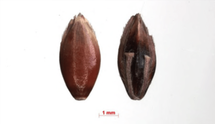 pers.sorghumhalepense (l.)假高粱03.