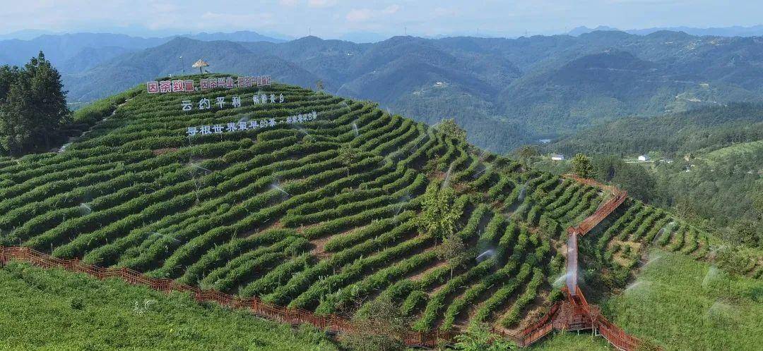 紫陽縣_茶葉_茶園