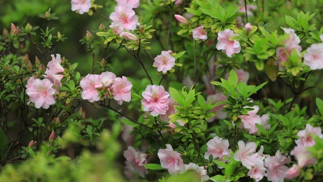 赏申城杜鹃花，四月春光正好！