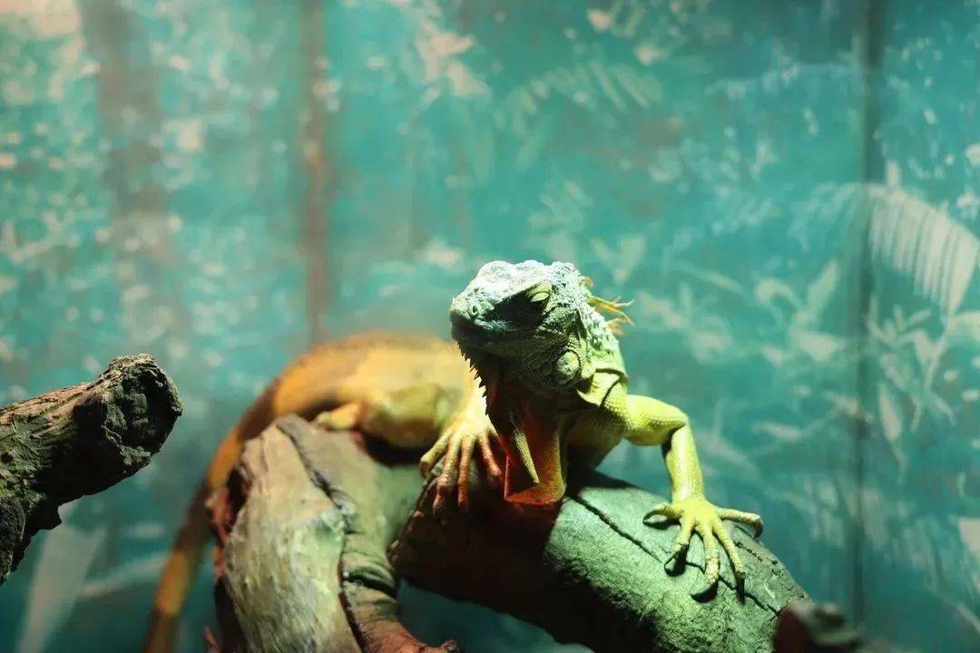 云雅研学之旅 | 走进飞鸟世界探索生命精彩_年级_活动_大自然