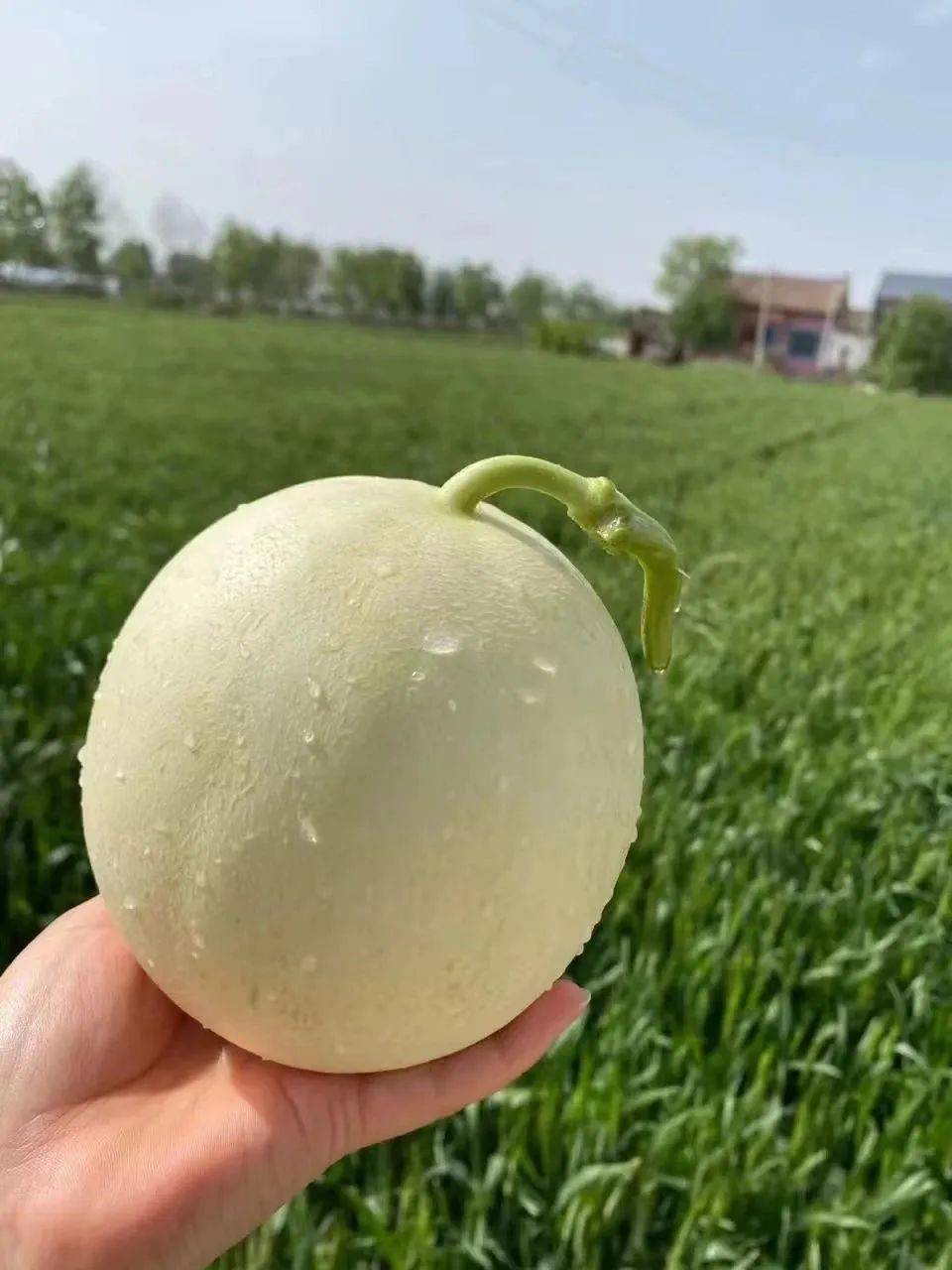 阎良甜瓜~今年夏天第一口瓜就它吧!_口感_果肉_农产品