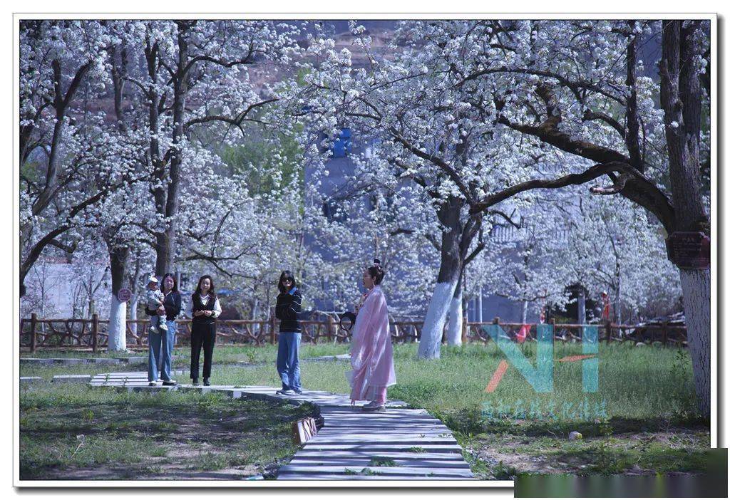 快来西和白雀村观音殿八盘梨园赏花……_正文_信息_张继