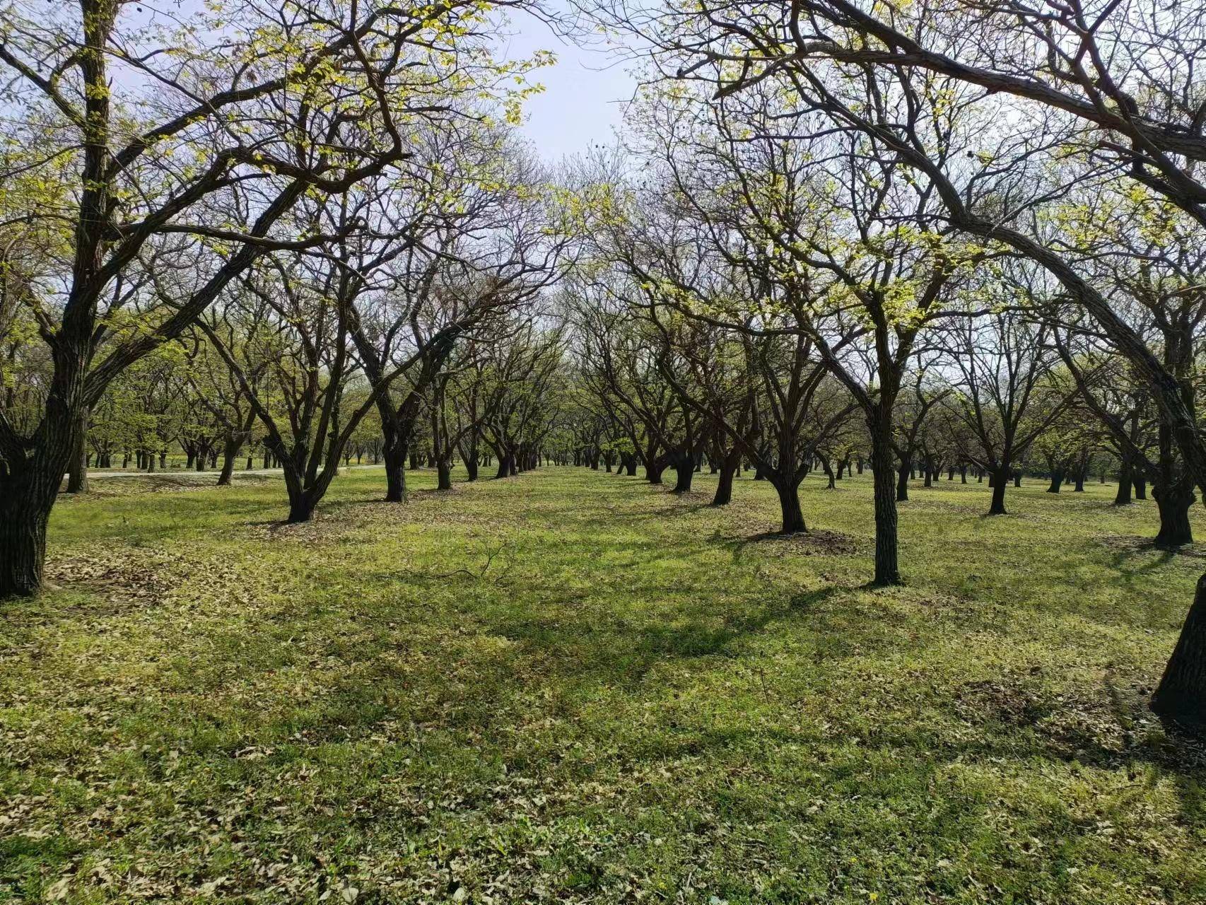 罗山县：百年古栗焕新生 30万亩栗林助振兴_板栗_高店乡_刘欢