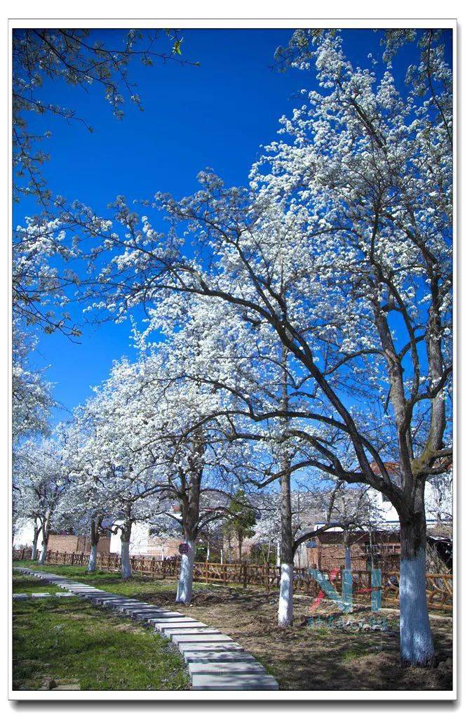 快来西和白雀村观音殿八盘梨园赏花……_正文_信息_张继